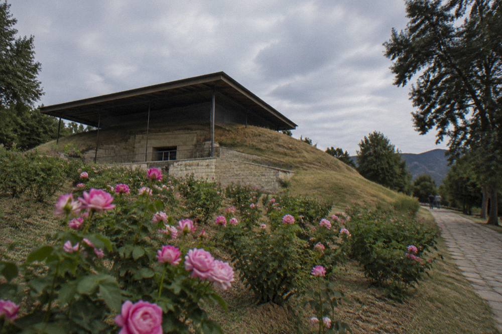 Rose blossoms laid out for picking in the valley around Kazanlak in Bulgaria