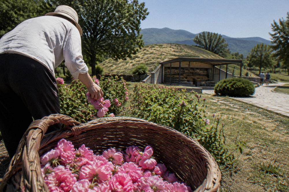 A picker dropping roses into a basket in a morning field